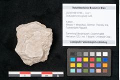 Foto (Objekt + Etikett) von Dictyopteris brongniarti Gutb. (NHMW-GEO-2024-0188-10786)